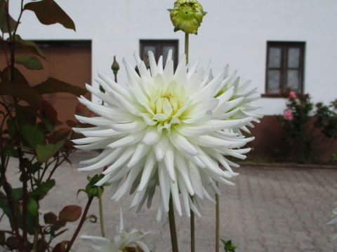 Dahlia hybrida