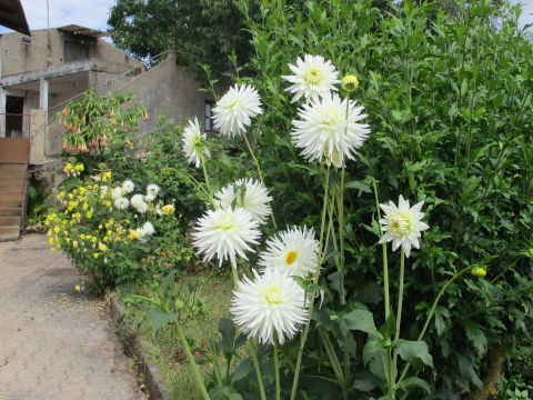 Dahlia hybrida