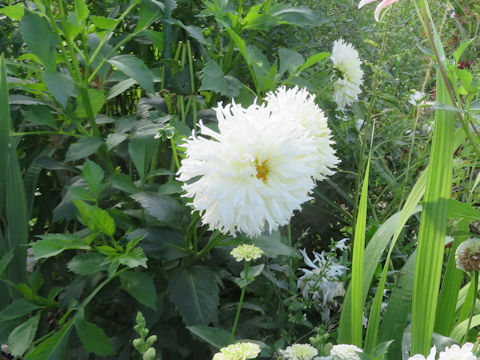 Dahlia hybrida