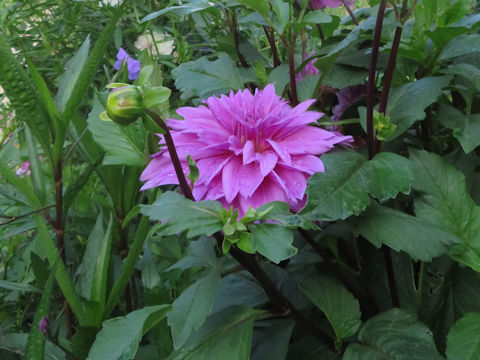 Dahlia hybrida