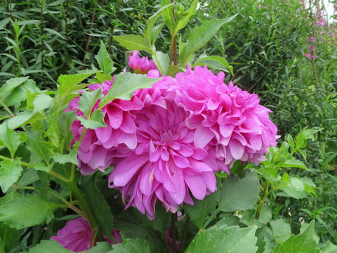 Dahlia hybrida