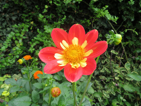 Dahlia hybrida