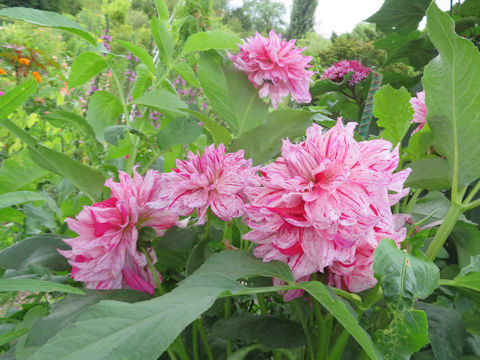 Dahlia hybrida