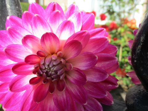 Dahlia hybrida