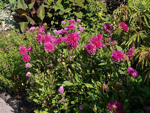 Dahlia hybrida