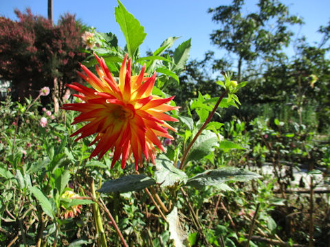 Dahlia hybrida