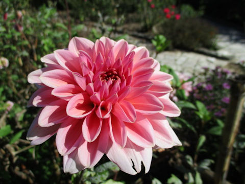 Dahlia hybrida