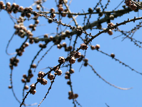 Larix gmelinii