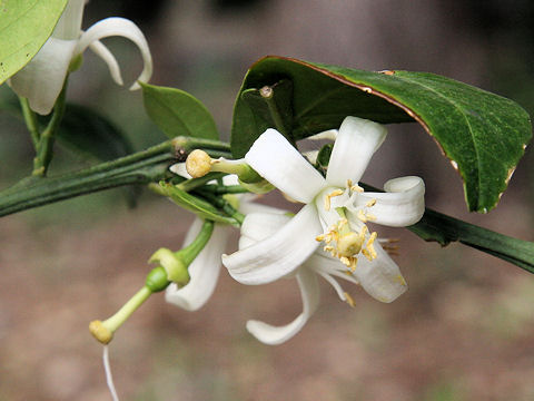 Citrus aurantium