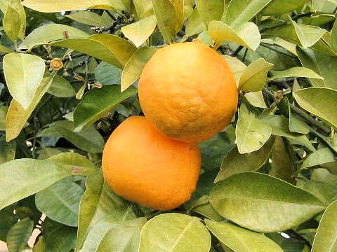 Citrus aurantium