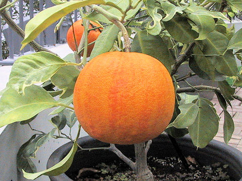 Citrus aurantium cv. Shimadaidai