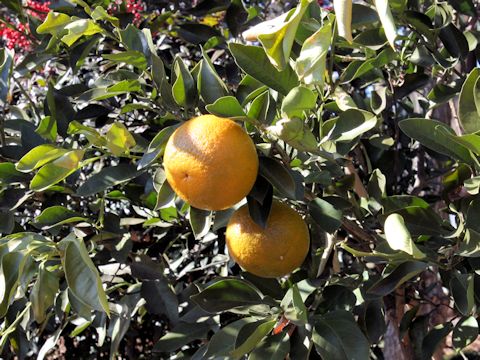 Citrus aurantium