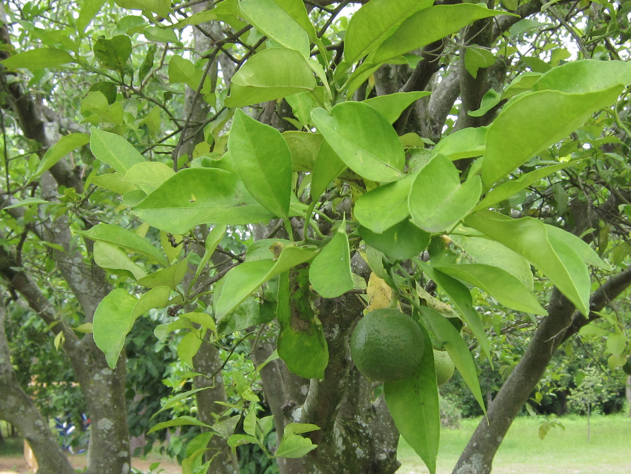 Citrus aurantium