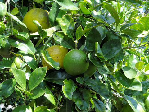 Citrus aurantium