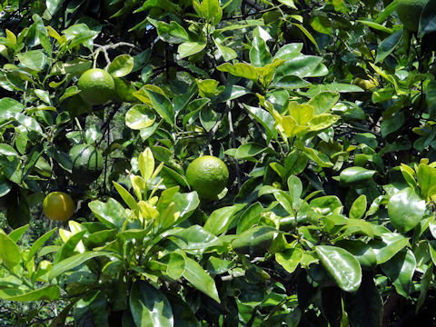 Citrus aurantium