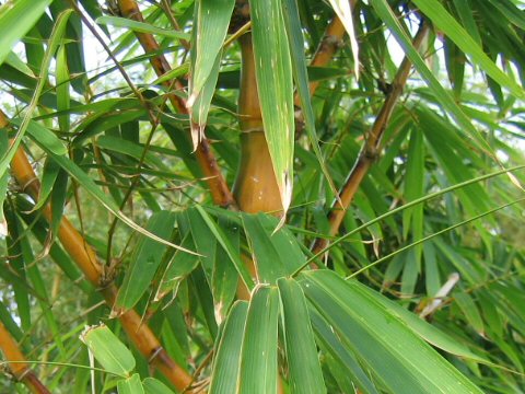 Bambusa ventricosa