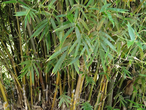 Bambusa ventricosa