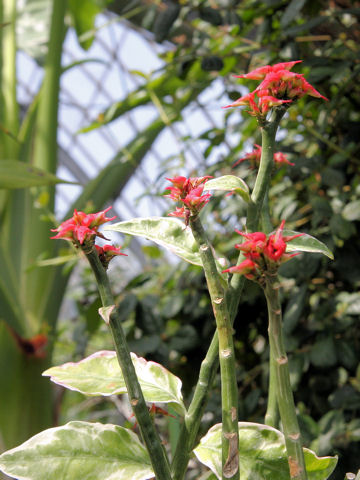 Pedilanthus tithymaloides cv. Cucullatus