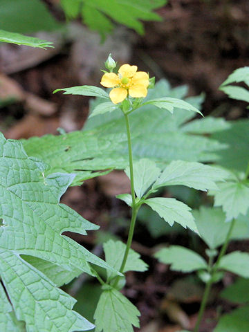 Geum japonicum