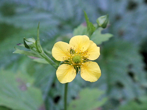 Geum japonicum