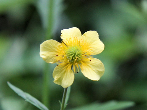 Geum japonicum