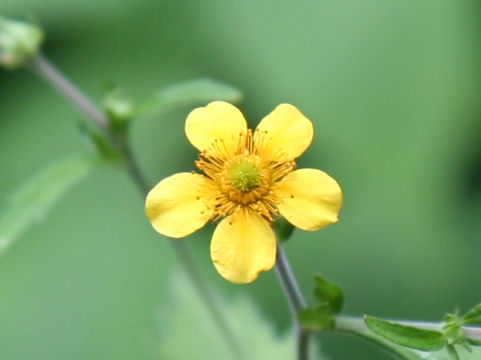 Geum japonicum