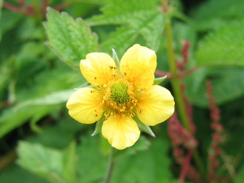 Geum japonicum