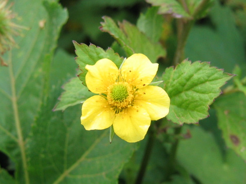 Geum japonicum