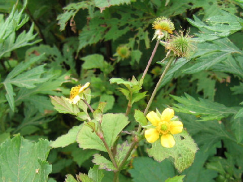 Geum japonicum