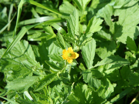 Geum japonicum