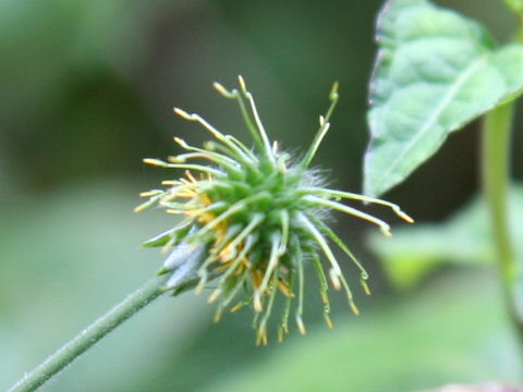 Geum japonicum