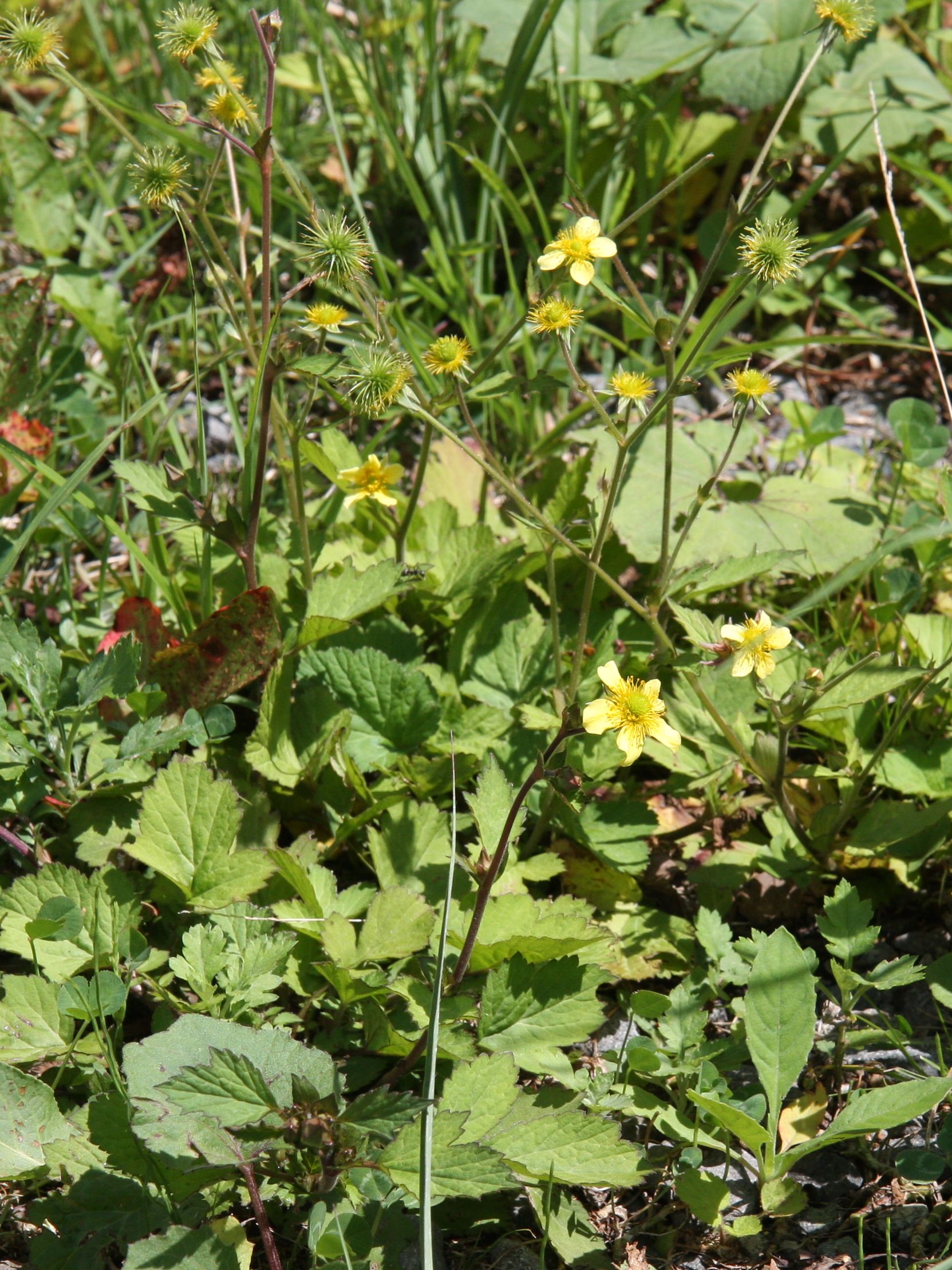 Geum japonicum