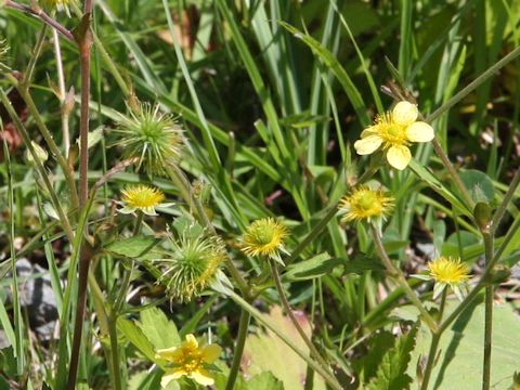 Geum japonicum