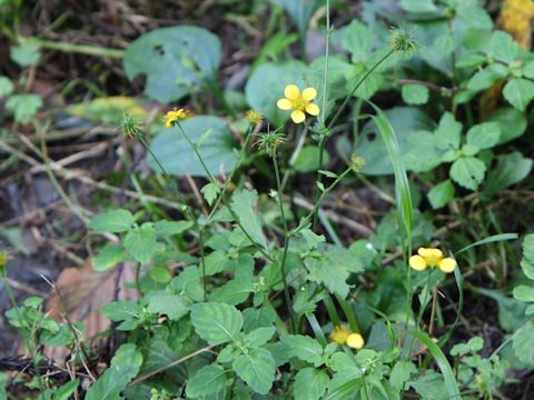 Geum japonicum