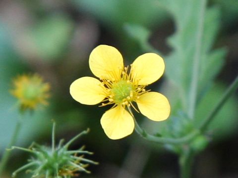 Geum japonicum