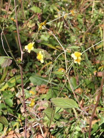 Geum japonicum