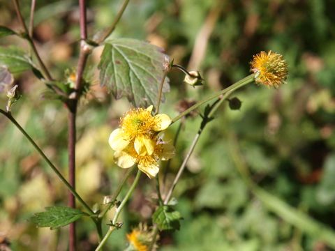 Geum japonicum