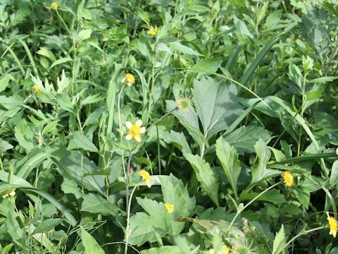 Geum japonicum