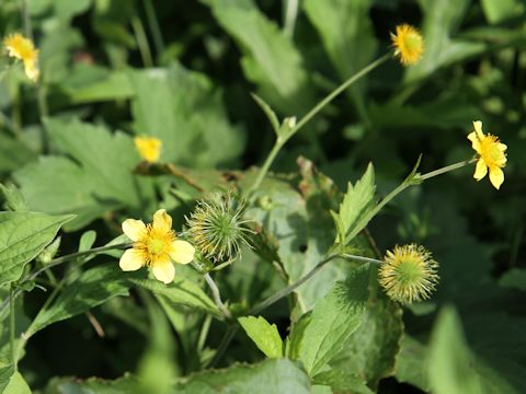 Geum japonicum