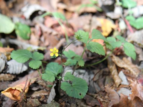 Geum japonicum