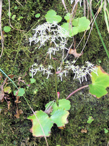 Saxifraga fortunei var. incisolobata