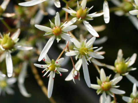 Saxifraga fortunei var. incisolobata