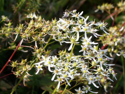 Saxifraga fortunei var. incisolobata cv. Hicho