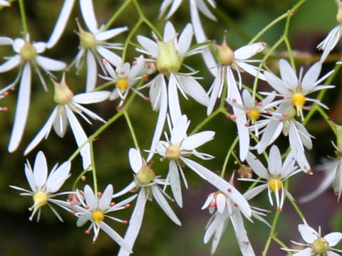 Saxifraga fortunei var. incisolobata