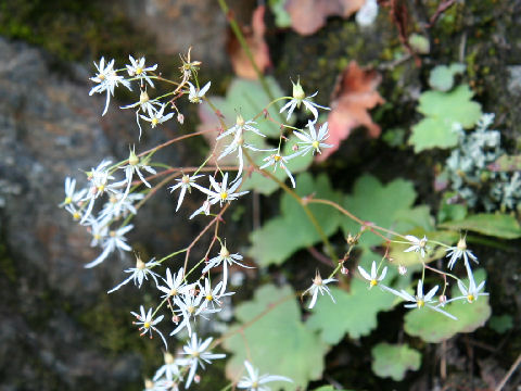 Saxifraga fortunei var. incisolobata