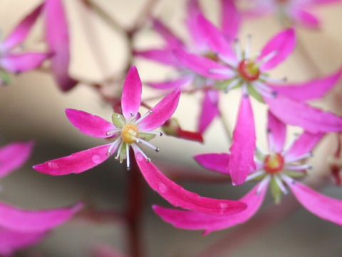 Saxifraga fortunei var. incisolobata