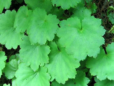 Saxifraga fortunei var. incisolobata