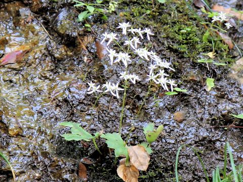 Saxifraga fortunei var. incisolobata