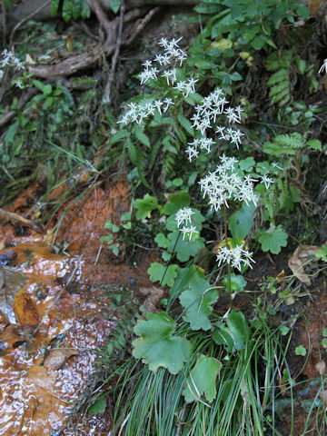 Saxifraga fortunei var. incisolobata