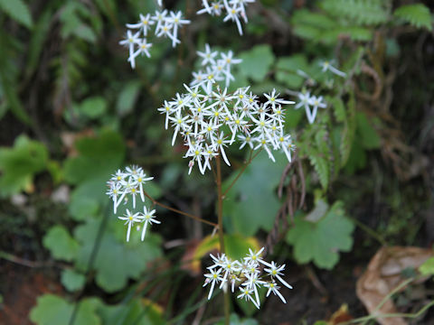 Saxifraga fortunei var. incisolobata